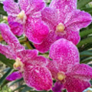 Meet your Posher, Camille